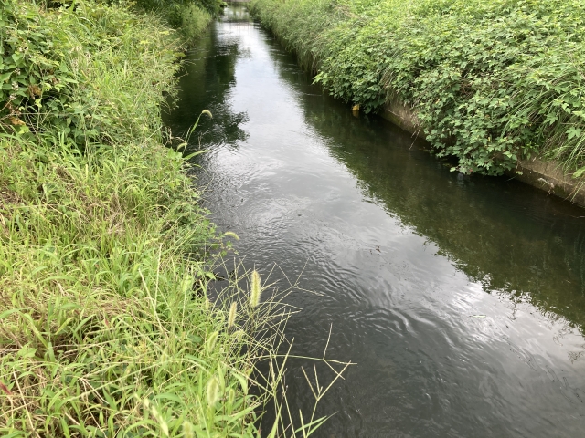 近所の用水路