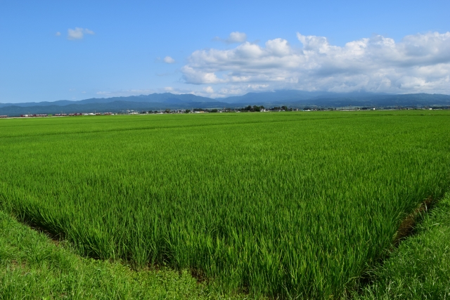 田植え2か月後の水田。