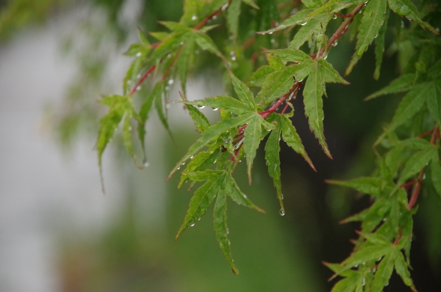 雨のしずくと青もみじ。