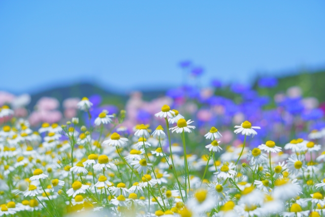 カモミールと、パステルカラーの花のある風景。