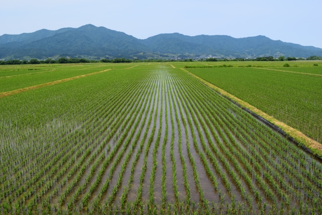 初夏の水田と山並み。