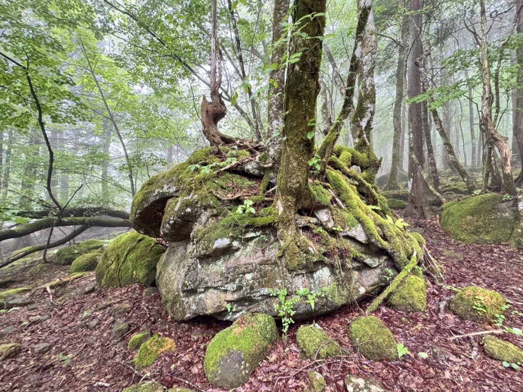 手をかざすとビリビリ？不思議な力を感じた苔むした石