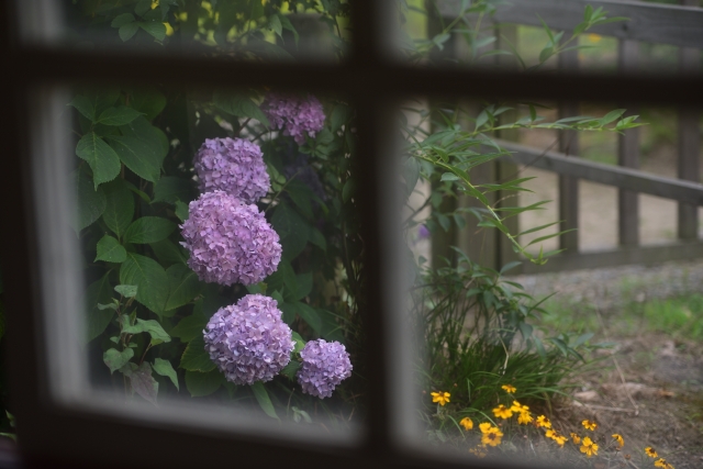 窓越しから見える紫陽花