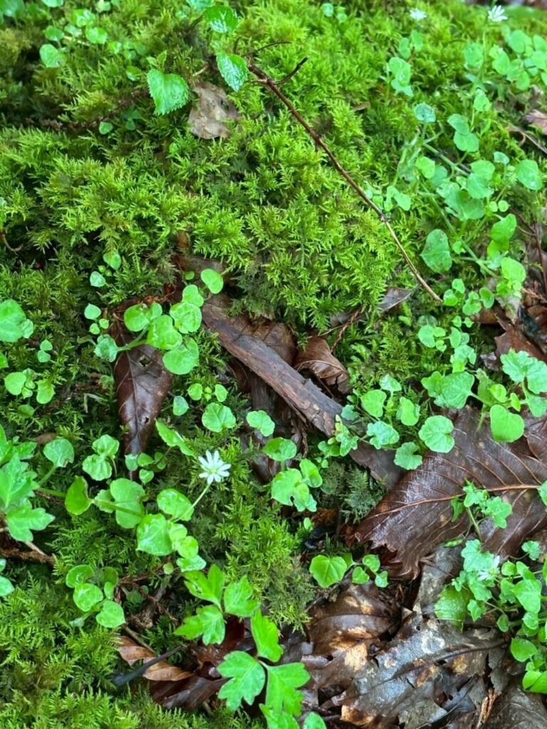 苔類の白い花。