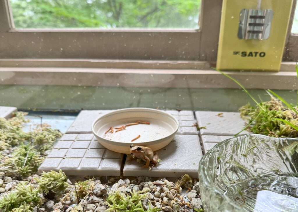 『ワン！』と鳴く、珍しいネバタゴガエル。今日も元気に恋の歌。