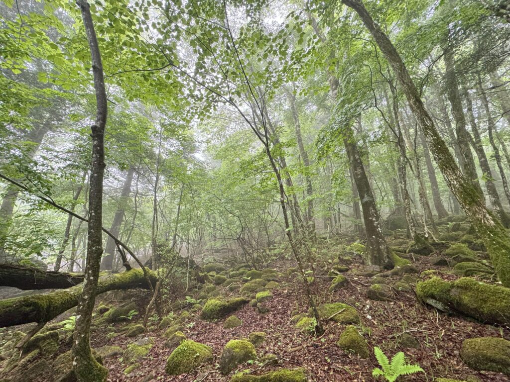 深呼吸したくなる、山あいのしっとりとした森の空気