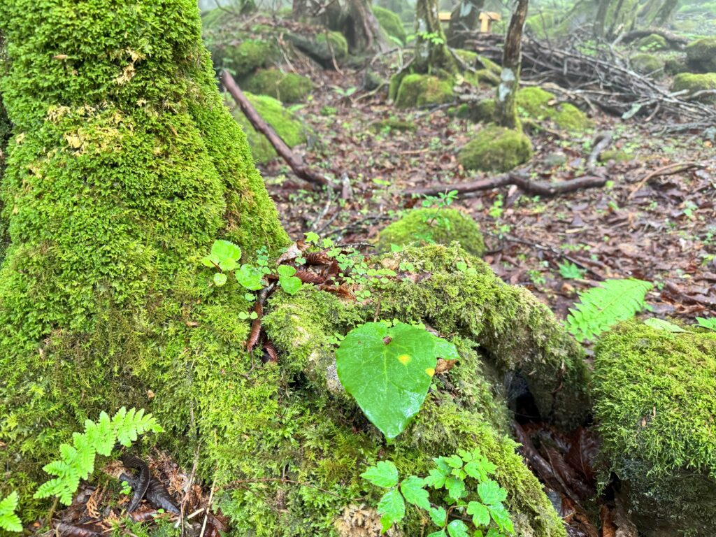 点々と、無数の苔石が並ぶ。眼にやさしい苔の緑。