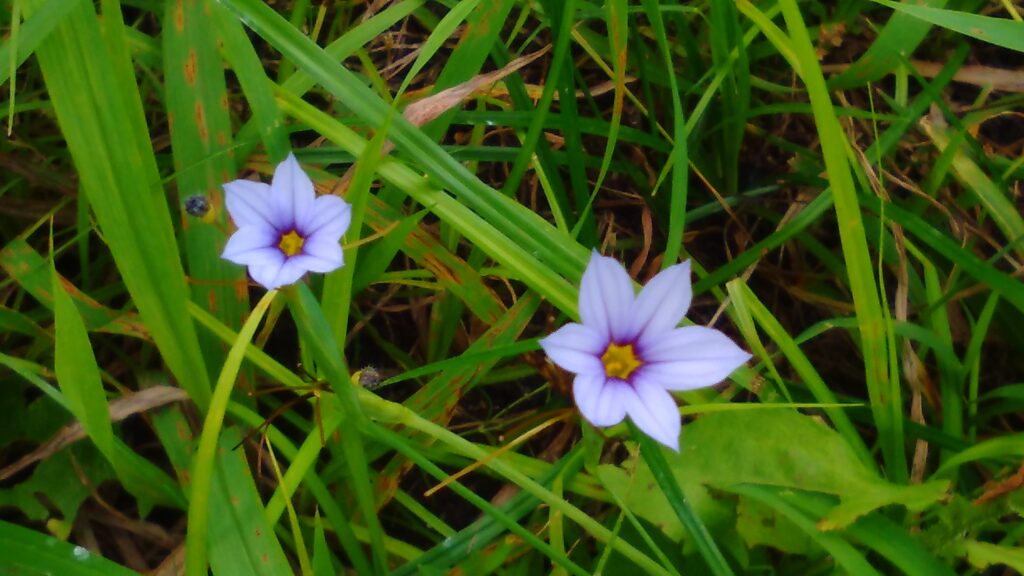 庭に咲いた小さな紫色の草花。クロッカス柄の器を思わせる初夏の自然の彩り。