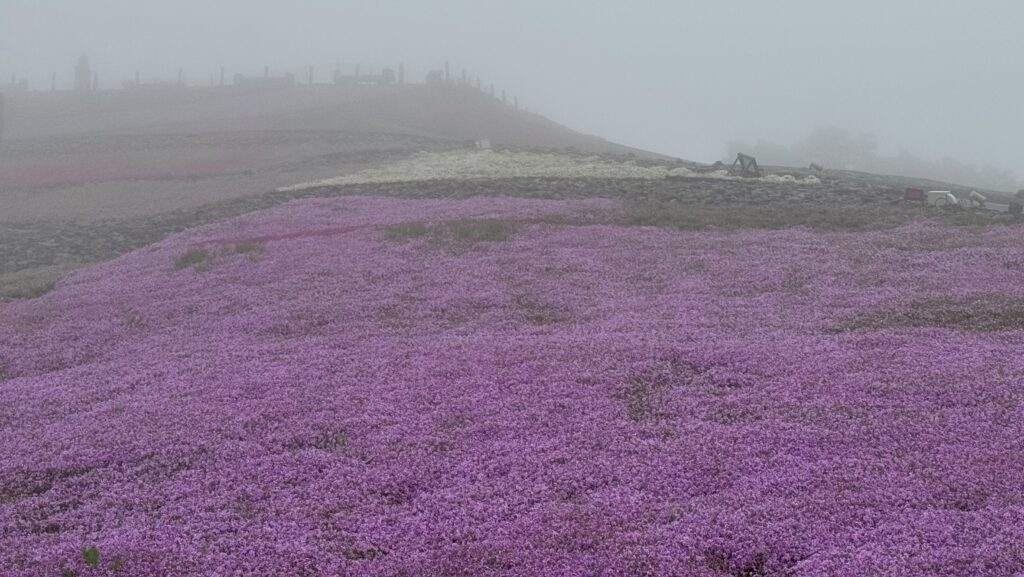 霧にけぶる芝桜も、また幻想的。春の息吹をそっと感じて