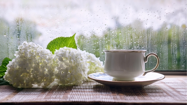 雨の窓辺から見える白いアジサイとコーヒーカップ