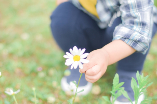 幼い子供が、1輪の花を摘む様子