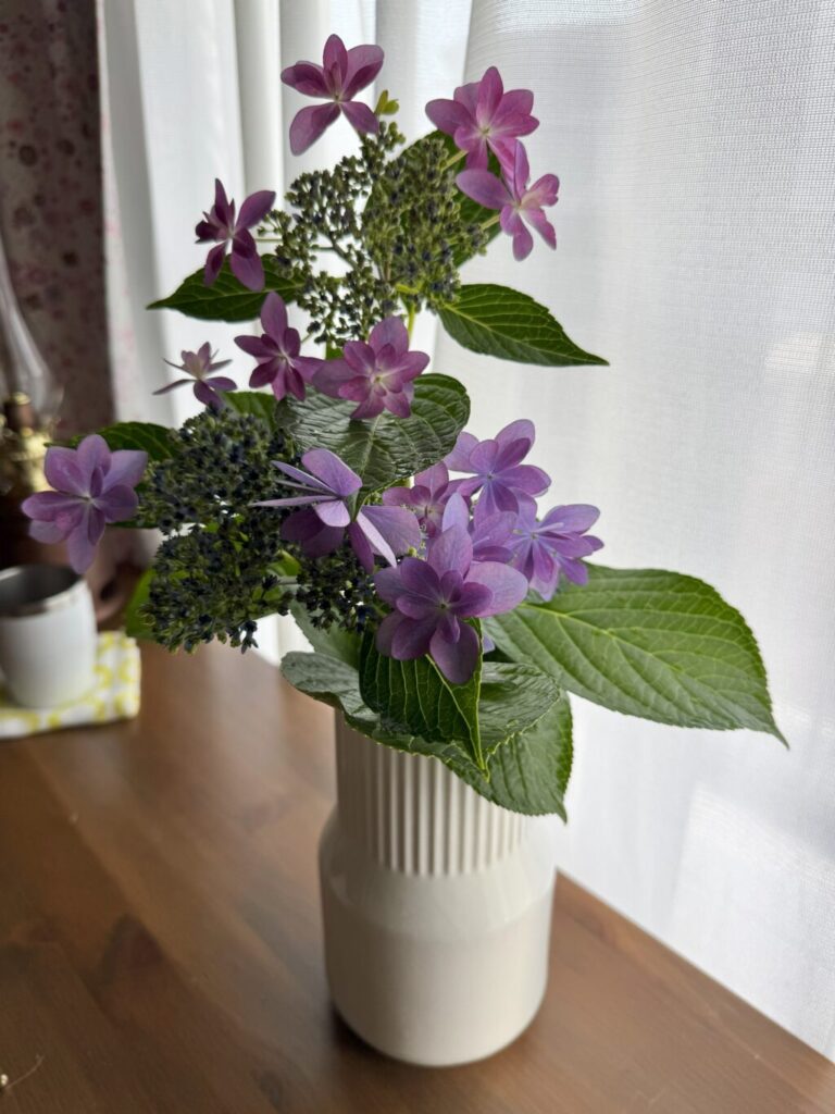 自宅の紫陽花を、白い花瓶に生けてみる
