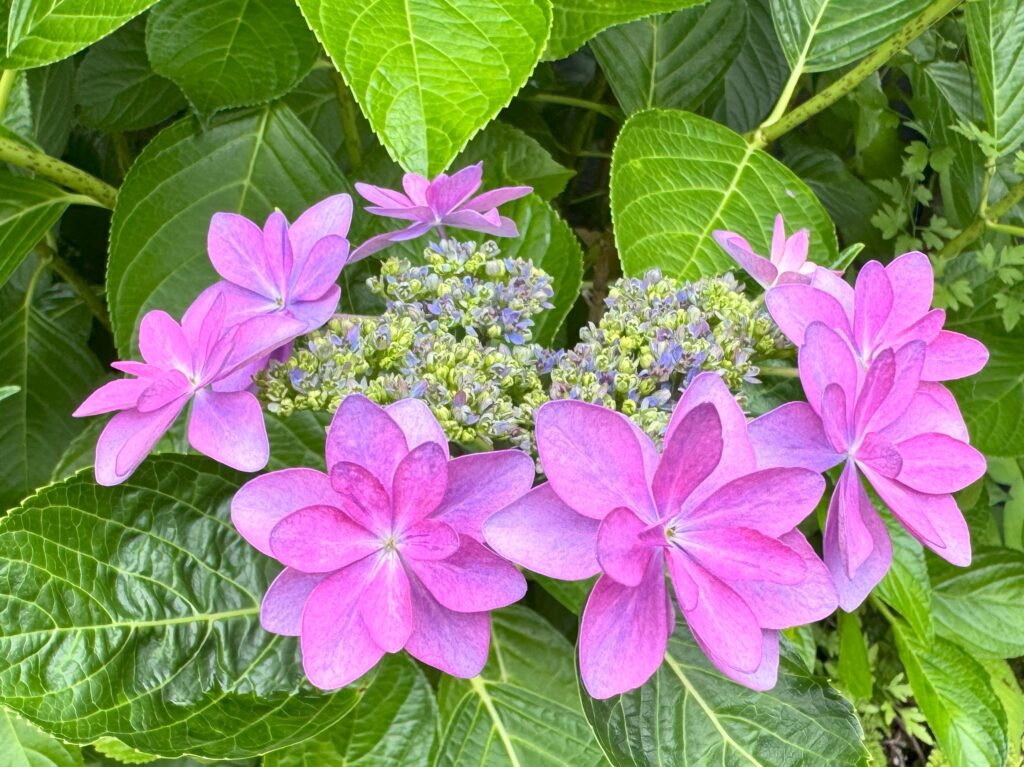 我が家の庭のピンク色のがく紫陽花。見ごろを迎えました。