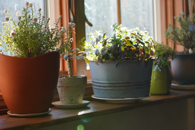 窓辺に飾られた鉢植えの花々