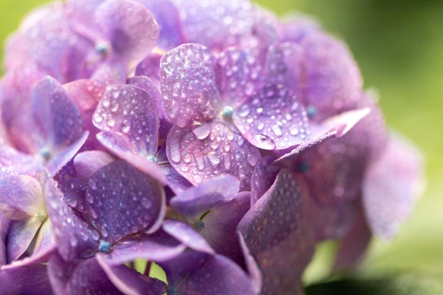 雨粒とピンク色の紫陽花