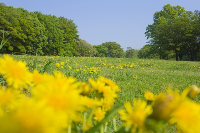 春の野原に咲くタンポポの花