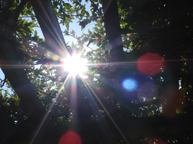 夏の日差し