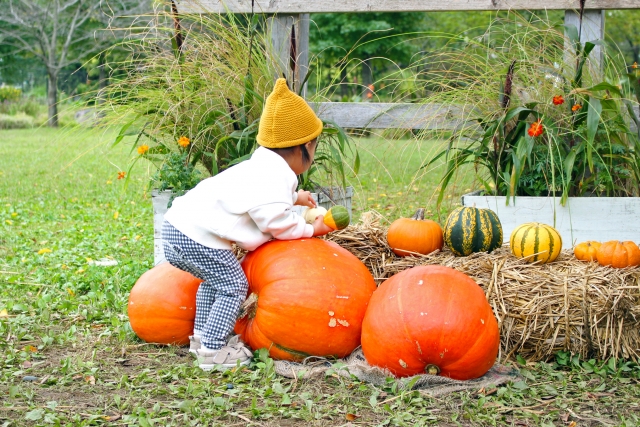 ハロウィン、大きなかぼちゃで遊ぶ２歳の女の子