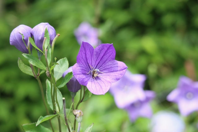 紫色の桔梗の花。花言葉は変わらぬ愛。