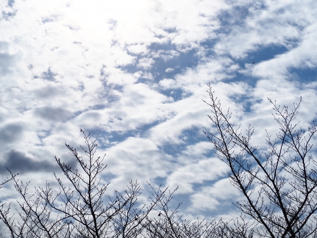 冬空と枯れ木