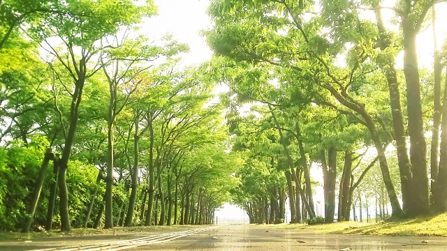 光がさす緑のトンネル