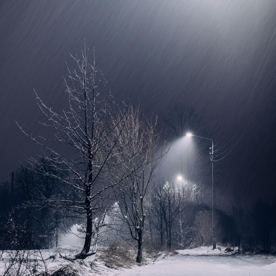 街灯が雪と木々に照らされる静かな夜道