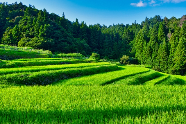 緑豊かな田園風景と山並みが広がる、日本の原風景を映した写真