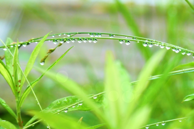 朝の霧雨に濡れて光る庭の葉っぱと草花のクローズアップ写真