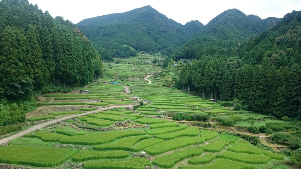 季節によってさまざまな顔を見せる、新城市四谷の千枚田