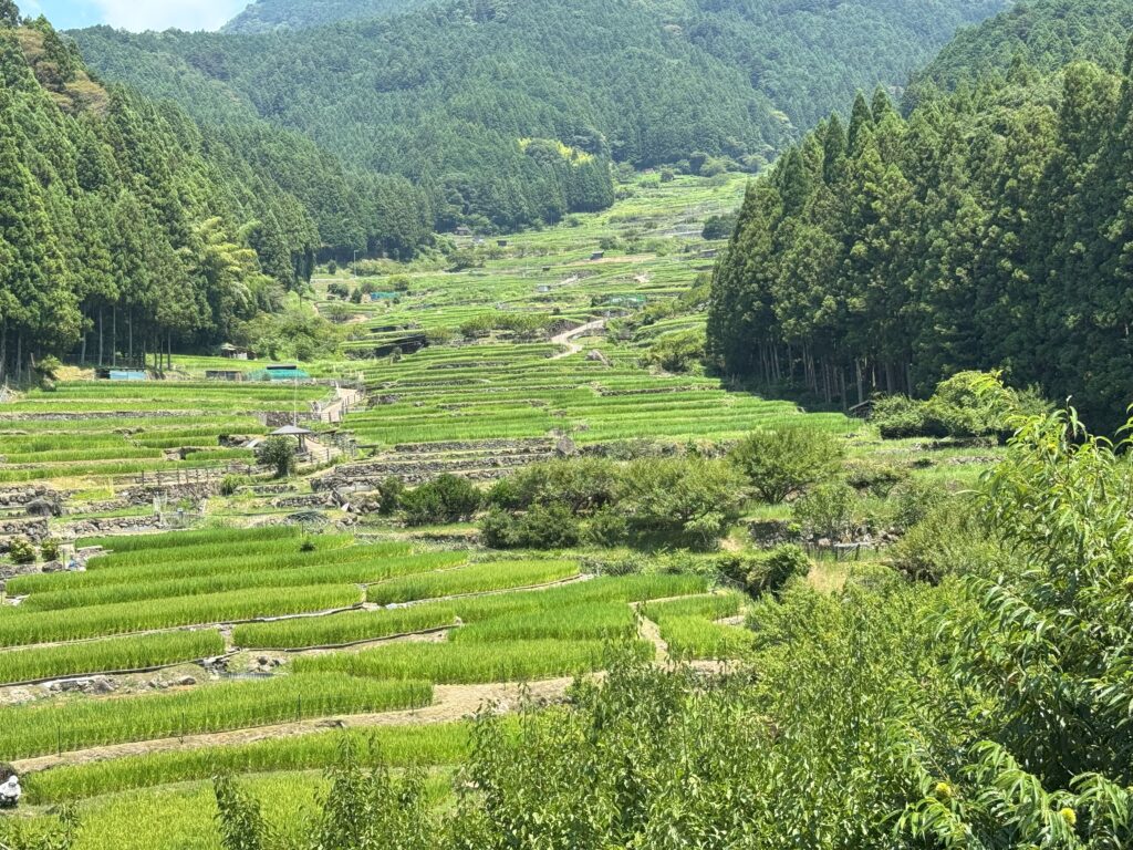 新城市四谷の棚田、目の前に広がる景色。