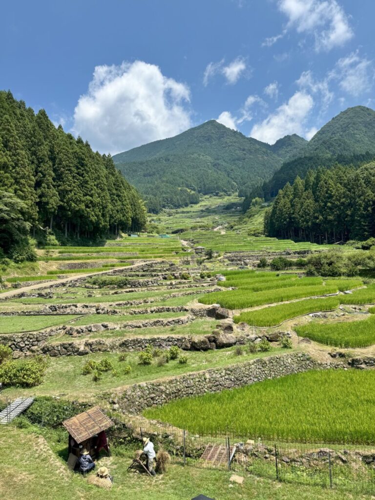 自然石を一つひとつ積み上げて造られた棚田。遠くから見ると本物の人のように見える、リアルな案山子たち。