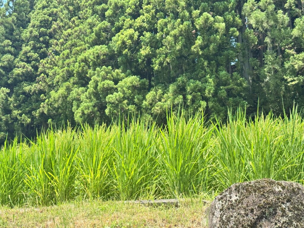 新城市四谷の千枚田の稲穂、ひとつひとつに、陽の光を受けてきらきらと揺れる稲穂の様子