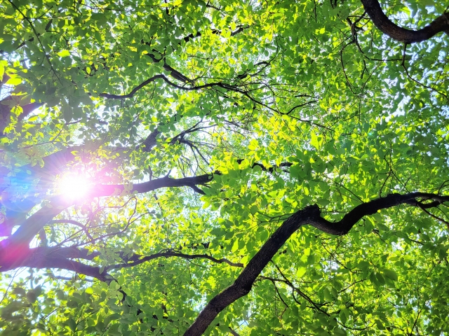 夏の終わりの木漏れ日