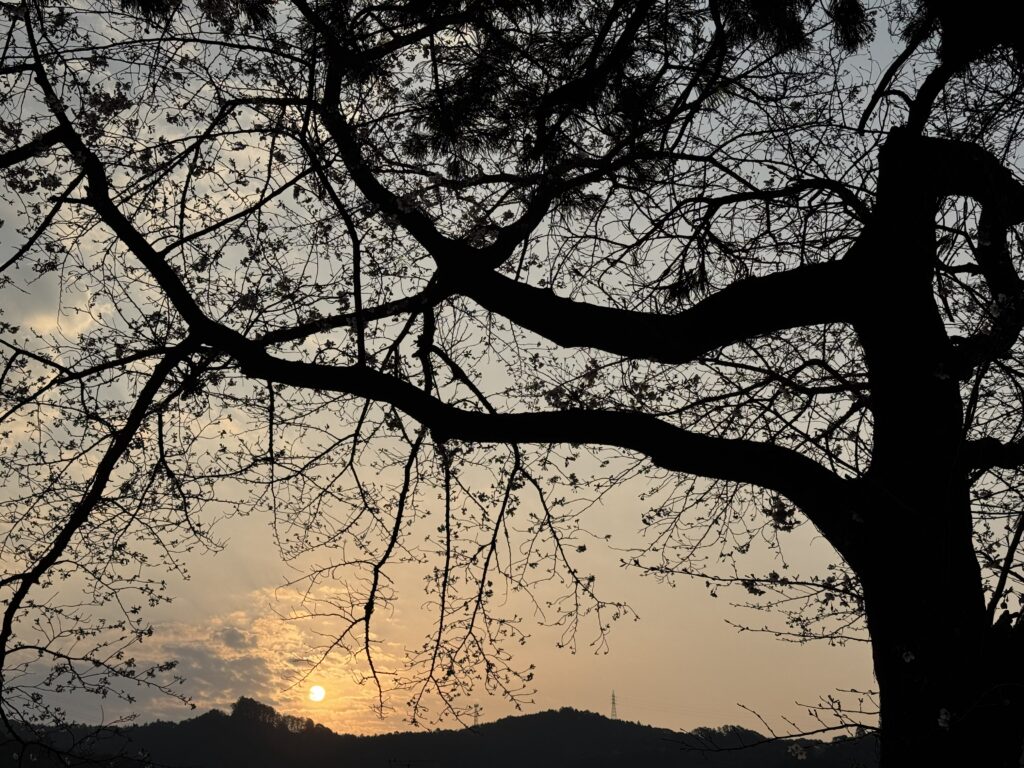 "船明ダムの桜 五分咲き 早朝の風景"