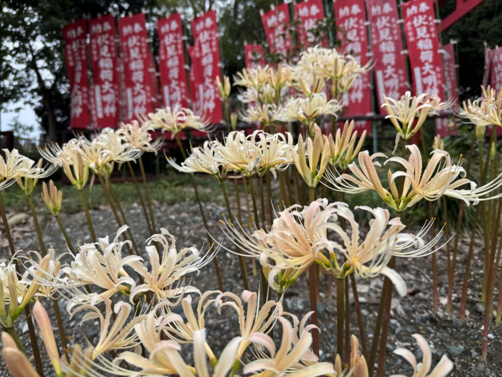 お寺に咲く白いヒガンバナ