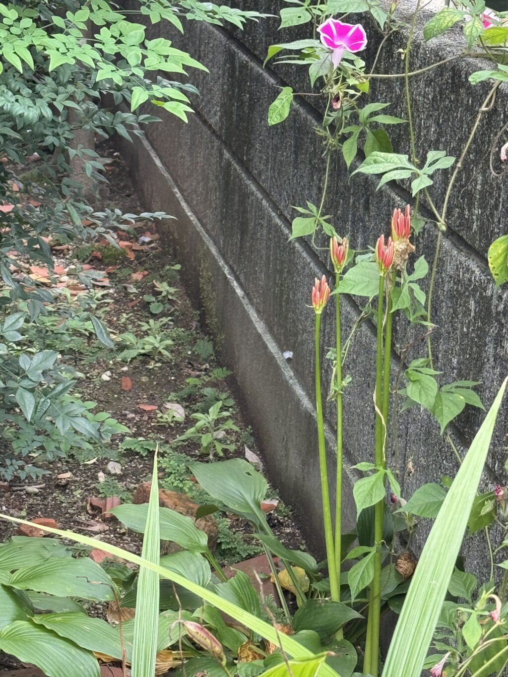 庭の片隅に並ぶ4本の赤いヒガンバナのつぼみ